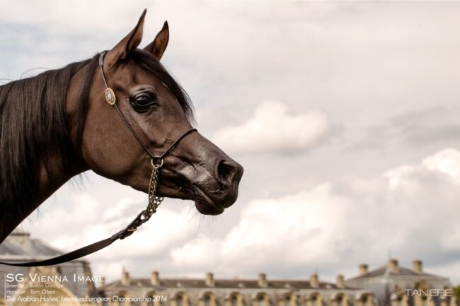 AHO-Breeders-2014-4(pp_w860_h573)