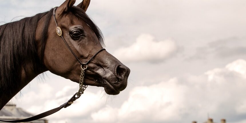 AHO-Breeders-2014-4(pp_w860_h573)