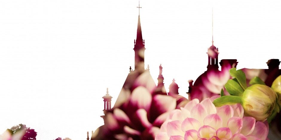 Plantes de courson Octobre