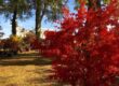 Sortir à Chantilly cet automne